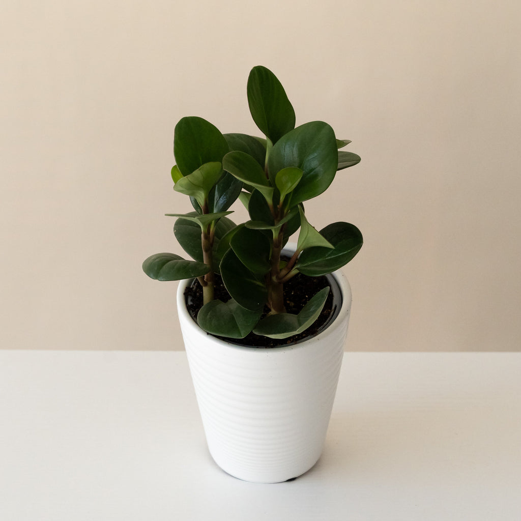 The Spice is Nice Peperomia plant with glossy green leaves and cinnamon-colored stems.