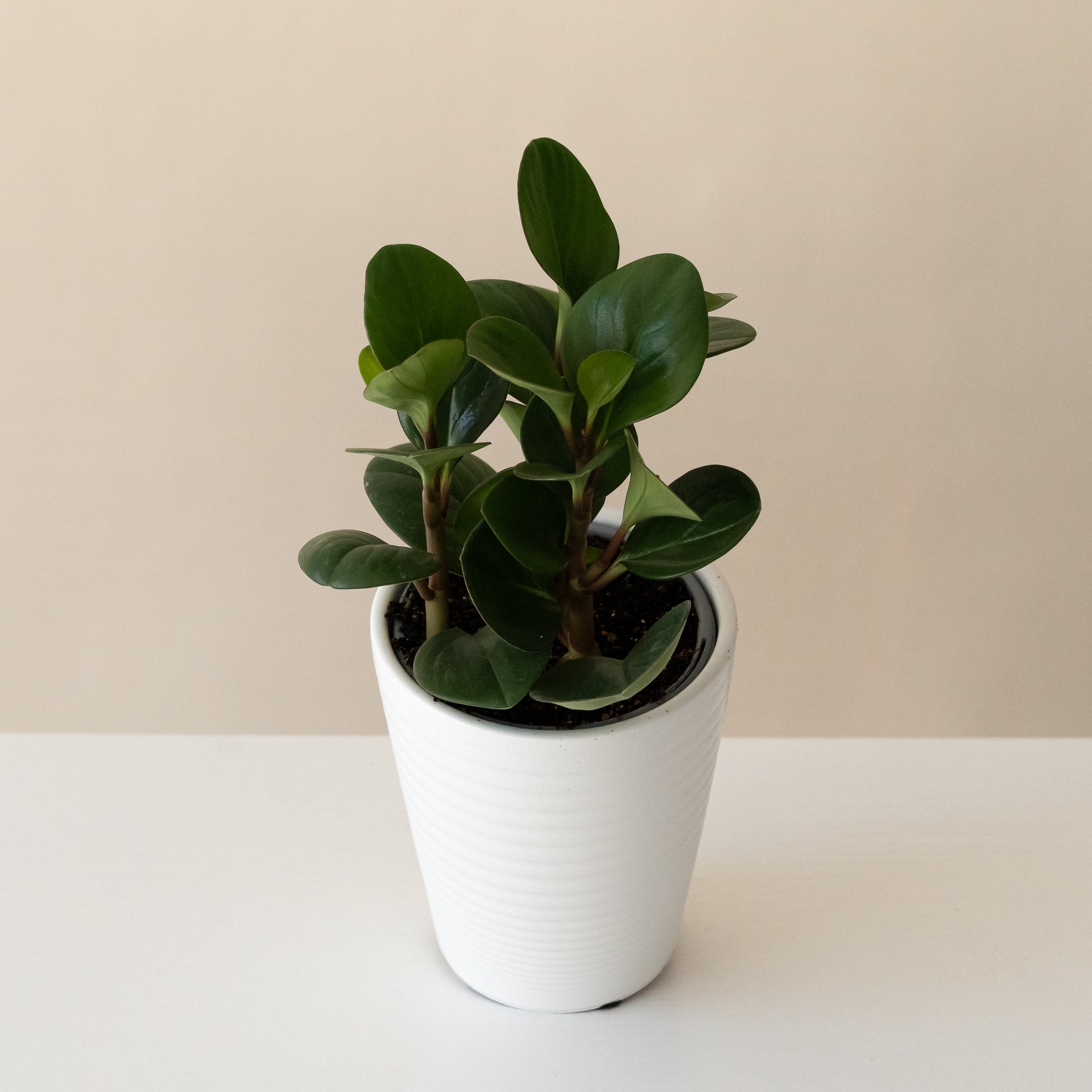 The Spice is Nice Peperomia plant with glossy green leaves and cinnamon-colored stems.