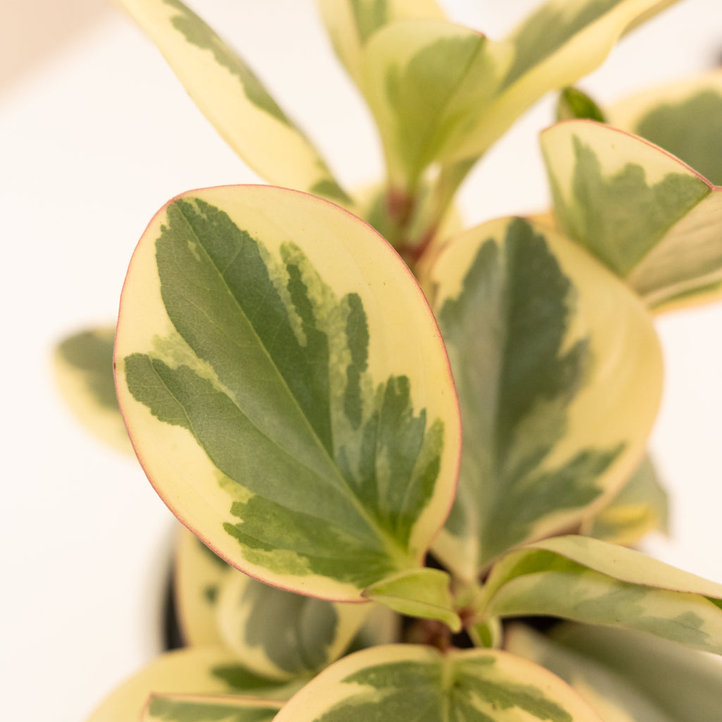 Sweet and Sour Peperomia Upright Houseplant with Cream Margins