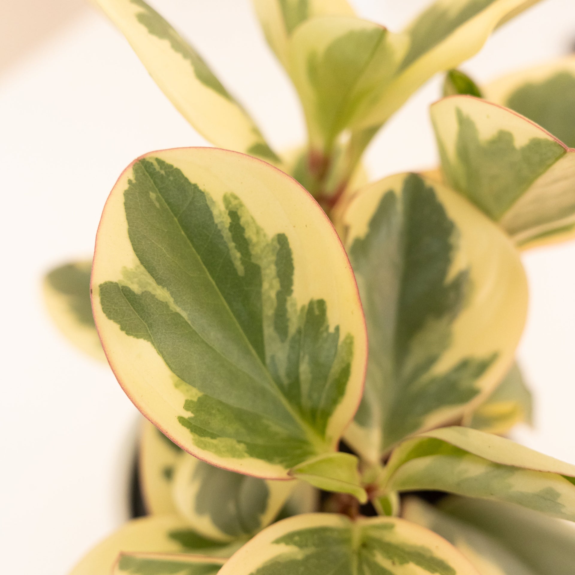 Sweet and Sour Peperomia Upright Houseplant with Cream Margins