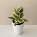 Upright Sweet and Sour Peperomia plant with glossy green, cream, and pink-tinged spoon-shaped leaves in a modern home setting.
