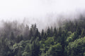 Caspian Wallpaper in Green and Grey