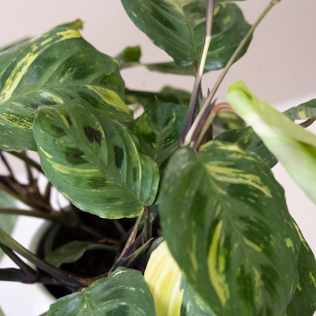 Say Grace Maranta Prayer Plant for Botanical Decor