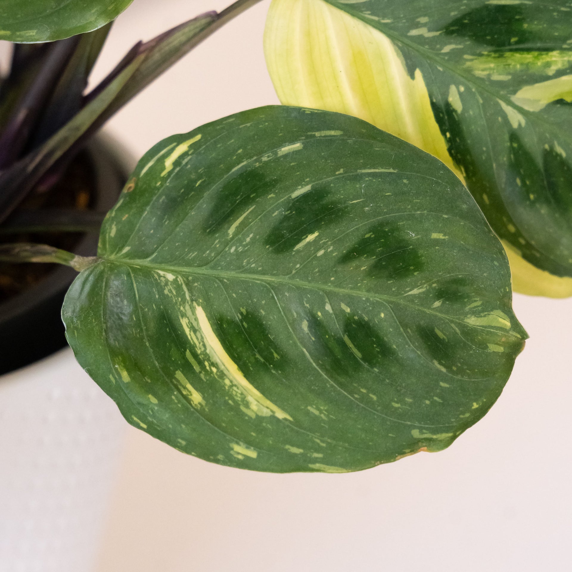 Say Grace Maranta Prayer Plant for Botanical Decor