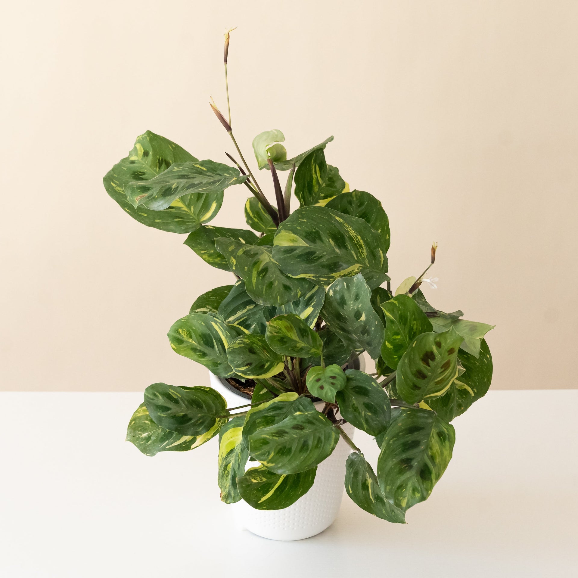 Say Grace Maranta Prayer Plant for Botanical Decor