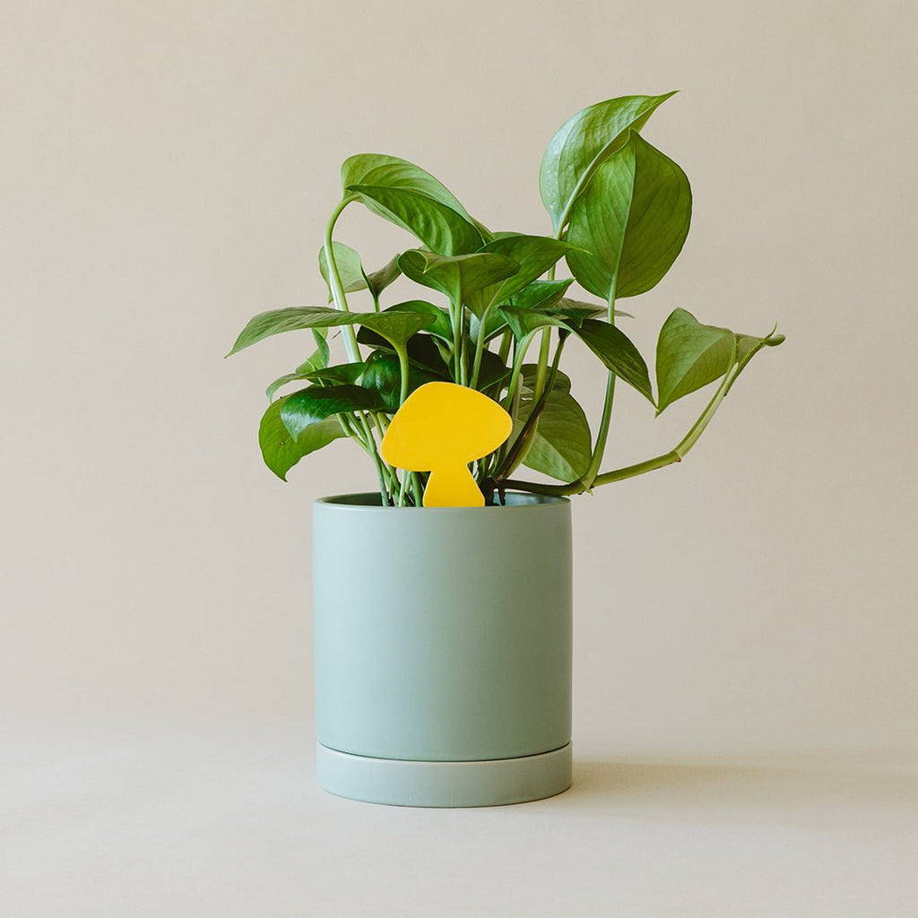 Sticky Traps for Plant Pests | Chemical-Free Pest Control | House Plant Shop
