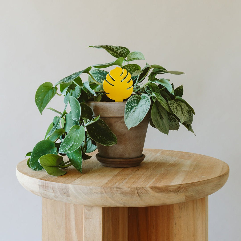 Sticky Traps for Plant Pests | Chemical-Free Pest Control | House Plant Shop