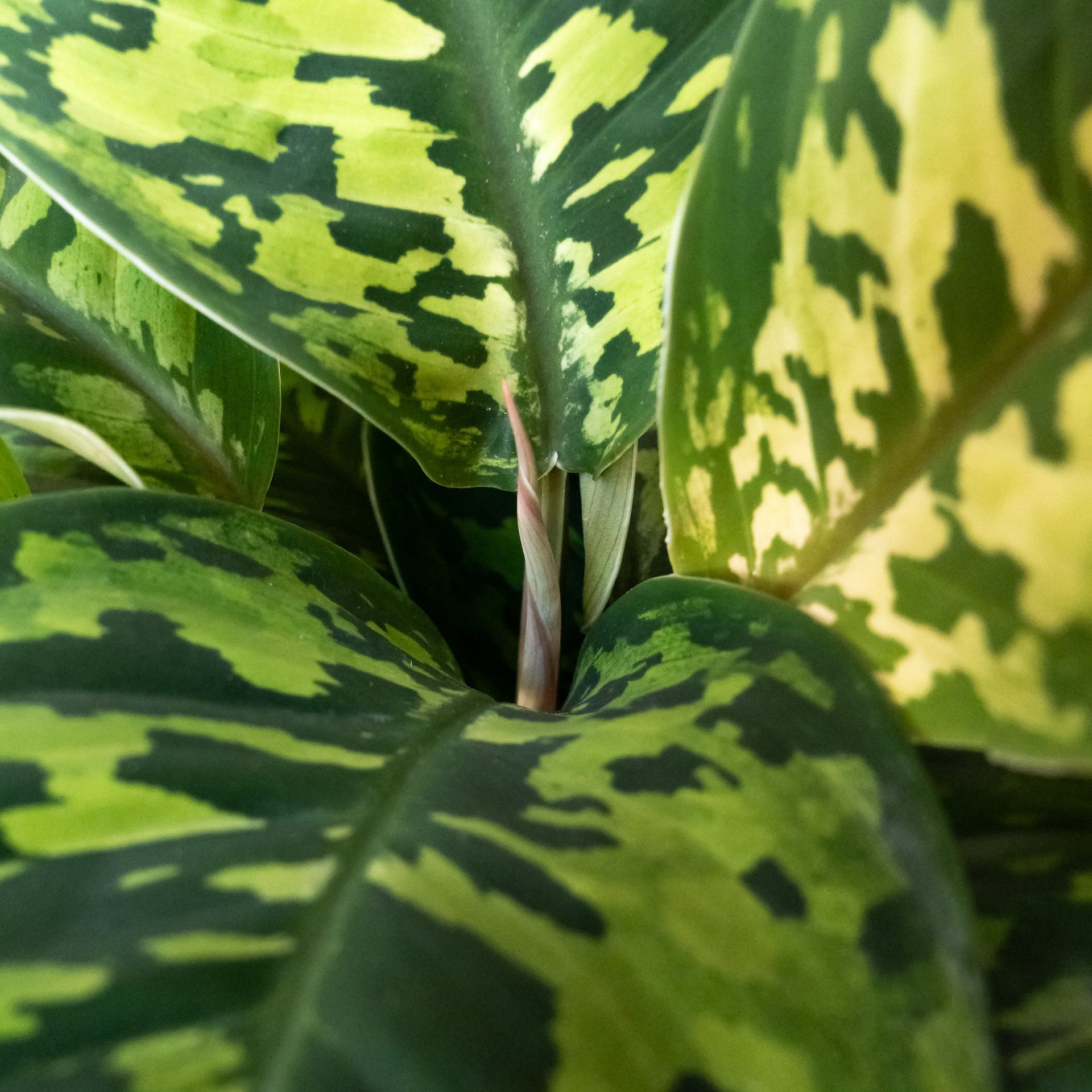 Uplift Tropical Botanical Houseplant with Marbled Green Leaves