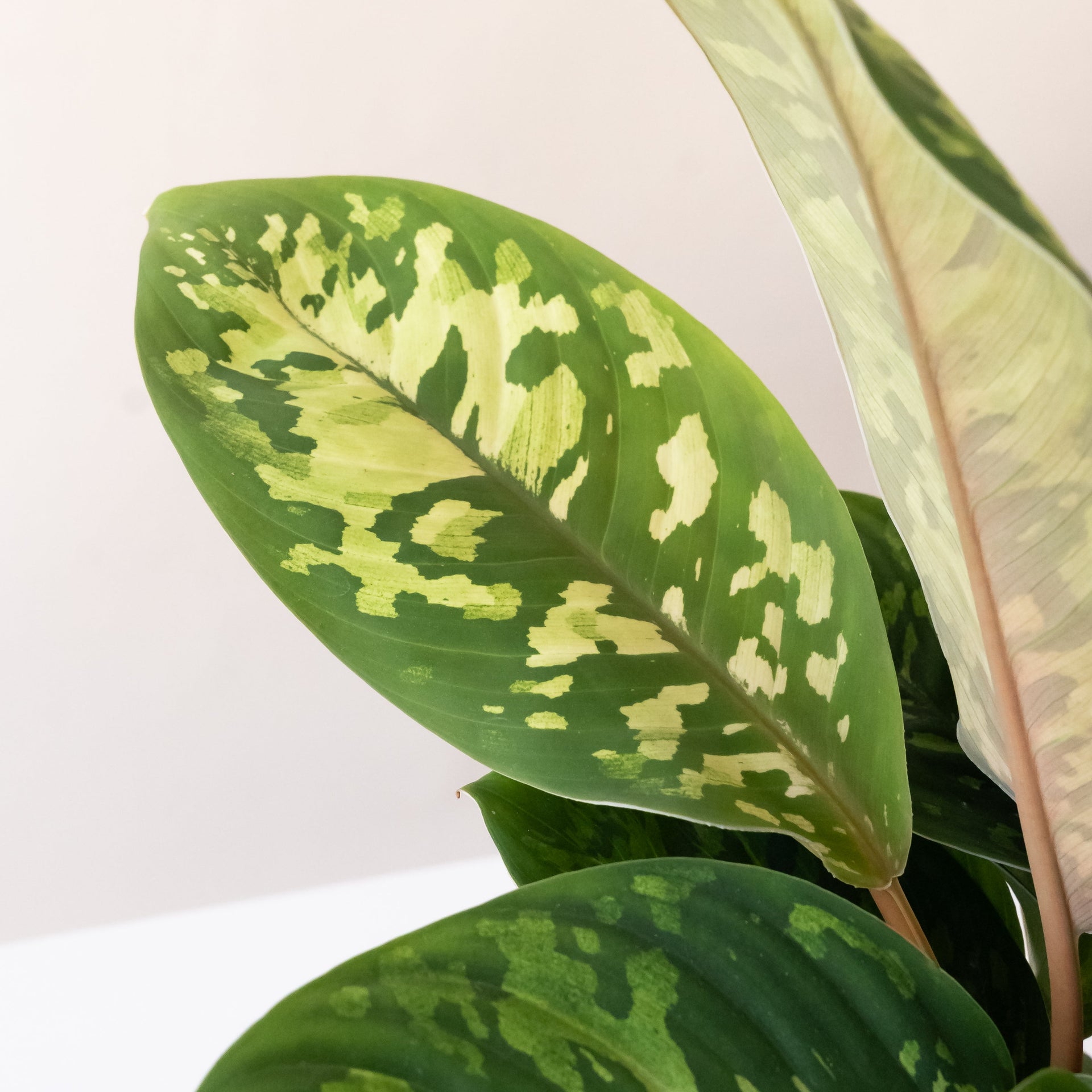 Uplift Tropical Botanical Houseplant with Marbled Green Leaves