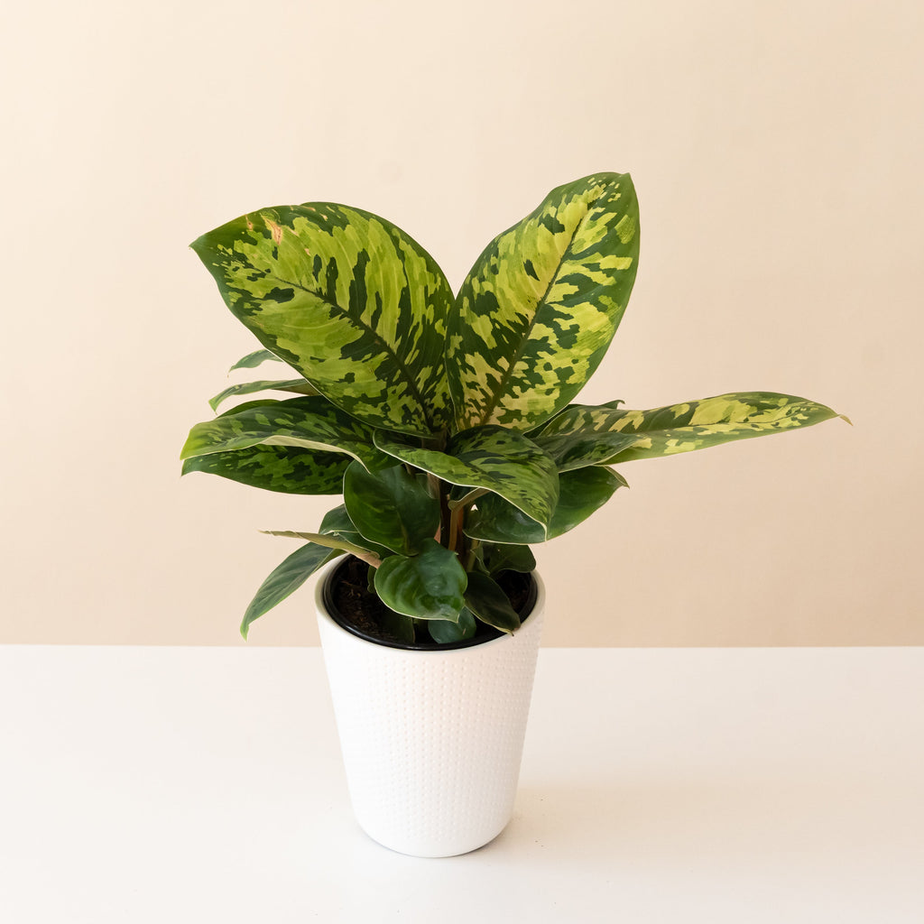 Uplift tropical plant featuring oval leaves with green, yellow, and white marbled patterns.