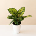 Uplift tropical plant featuring oval leaves with green, yellow, and white marbled patterns.