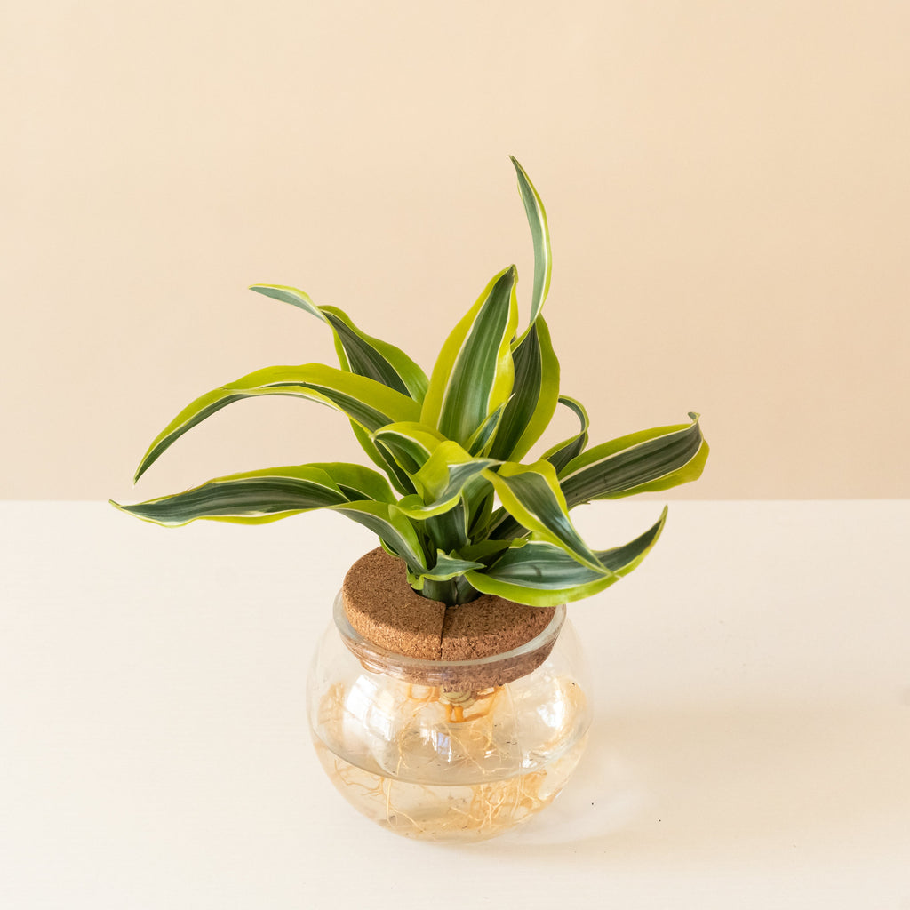 A Bananacle Dracaena featuring green, yellow, and white striped leaves curved around a central stem.