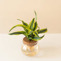 A Bananacle Dracaena featuring green, yellow, and white striped leaves curved around a central stem.
