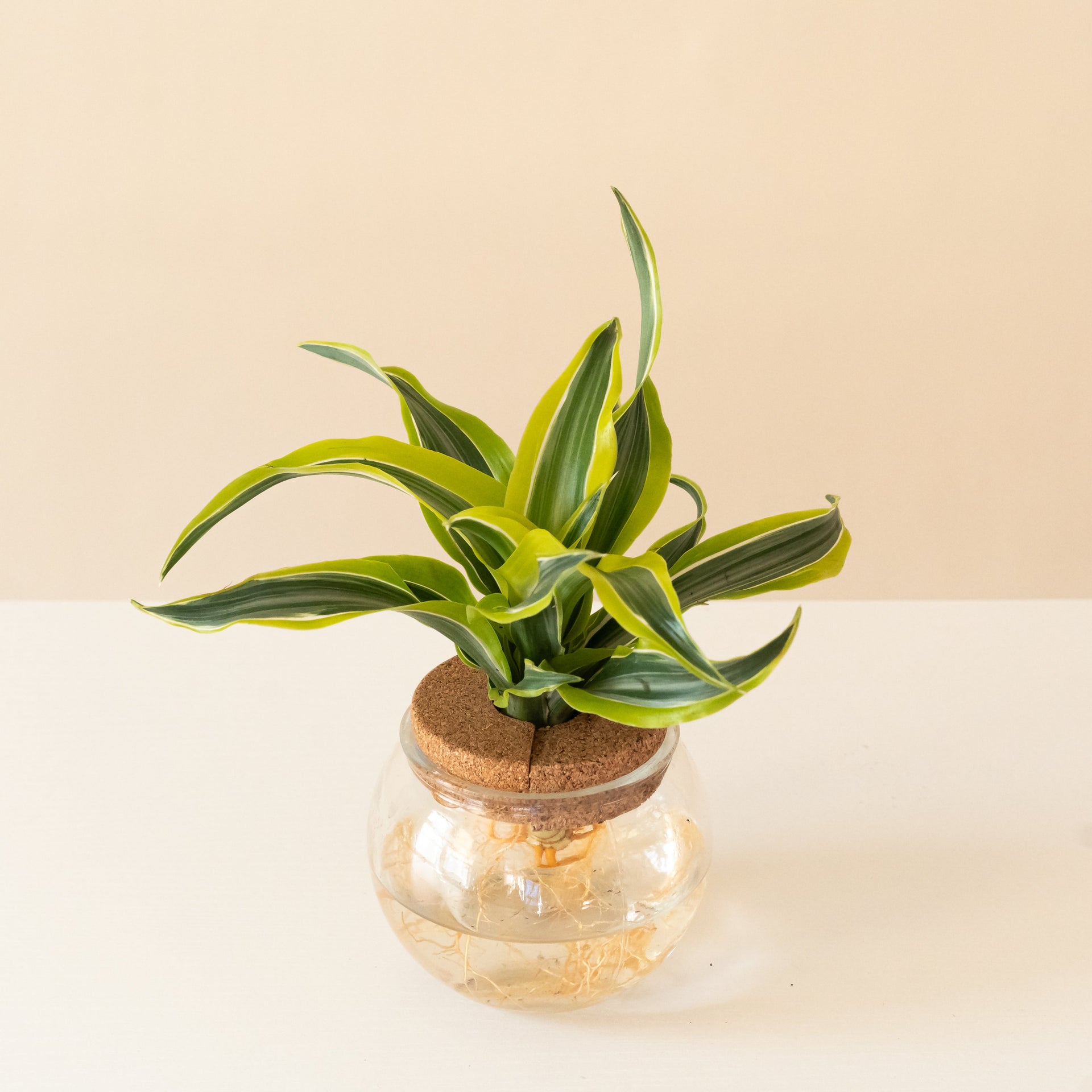 A Bananacle Dracaena featuring green, yellow, and white striped leaves curved around a central stem.