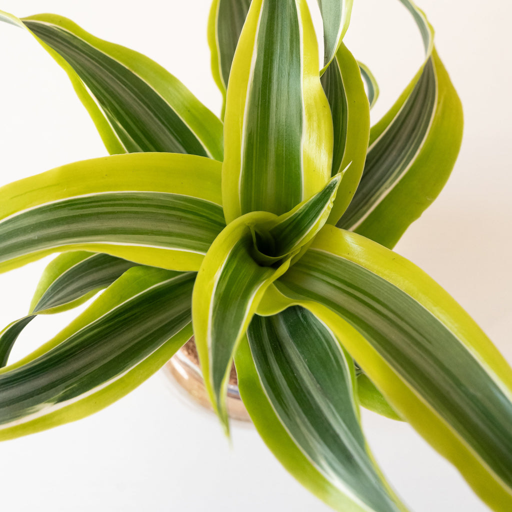 Bananacle Dracaena - Striped Yellow & White Indoor Plant
