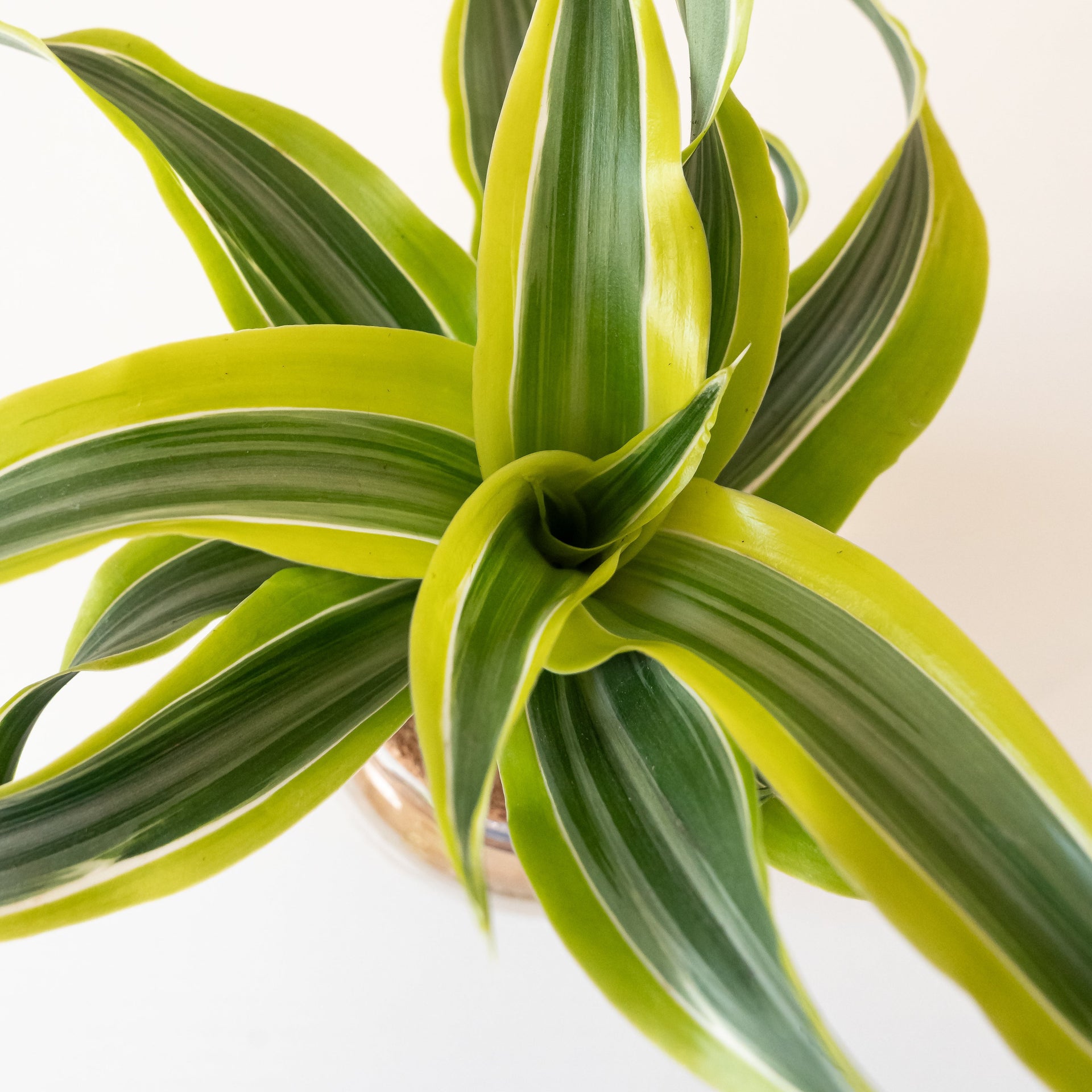 Bananacle Dracaena - Striped Yellow & White Indoor Plant