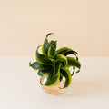 Stingray Star plant with emerald green leaves and chartreuse edges