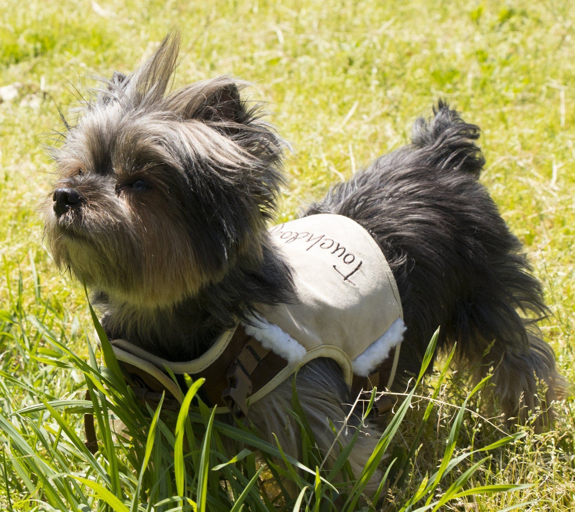 Touchdog ® 'Tough-Boutique' 2-in-1 Adjustable Fashion Dog Harness and Leash
