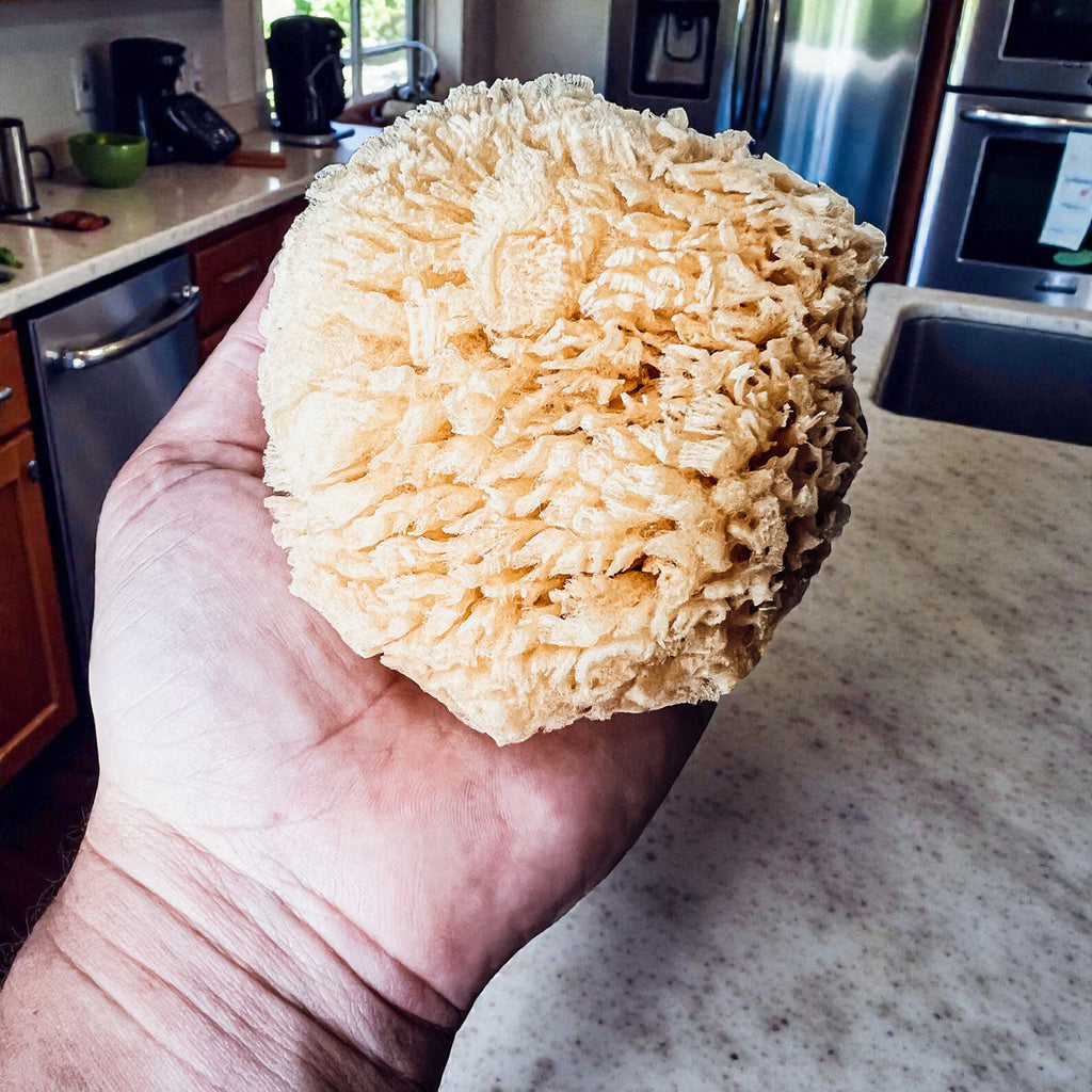 Dead Sea Sponge