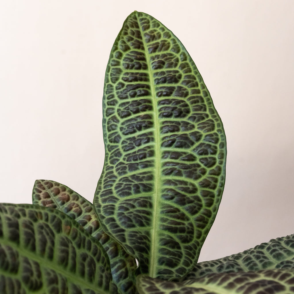Tropical Tapestry KuraKura Labisia Rare Indoor Plant