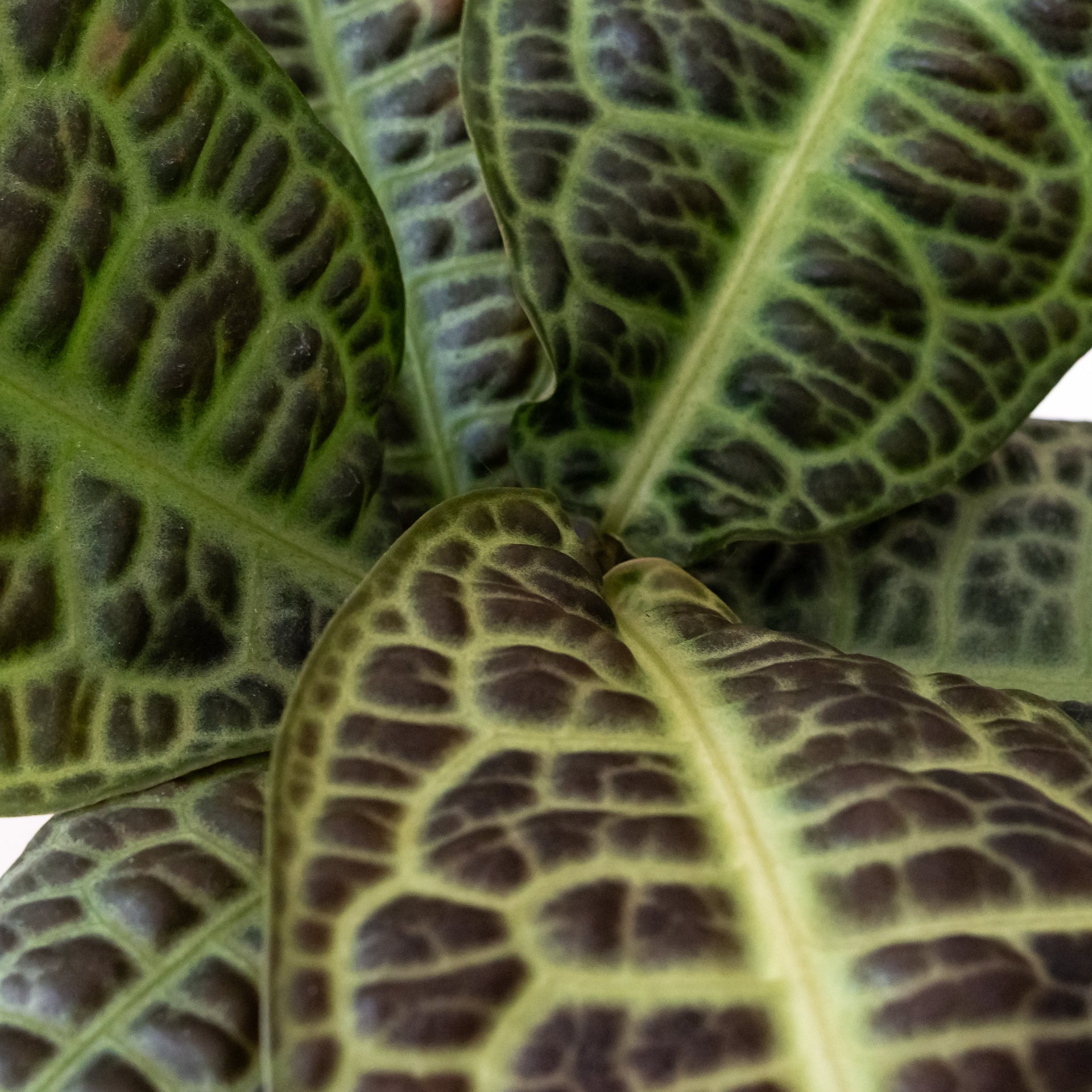 Tropical Tapestry KuraKura Labisia Rare Indoor Plant