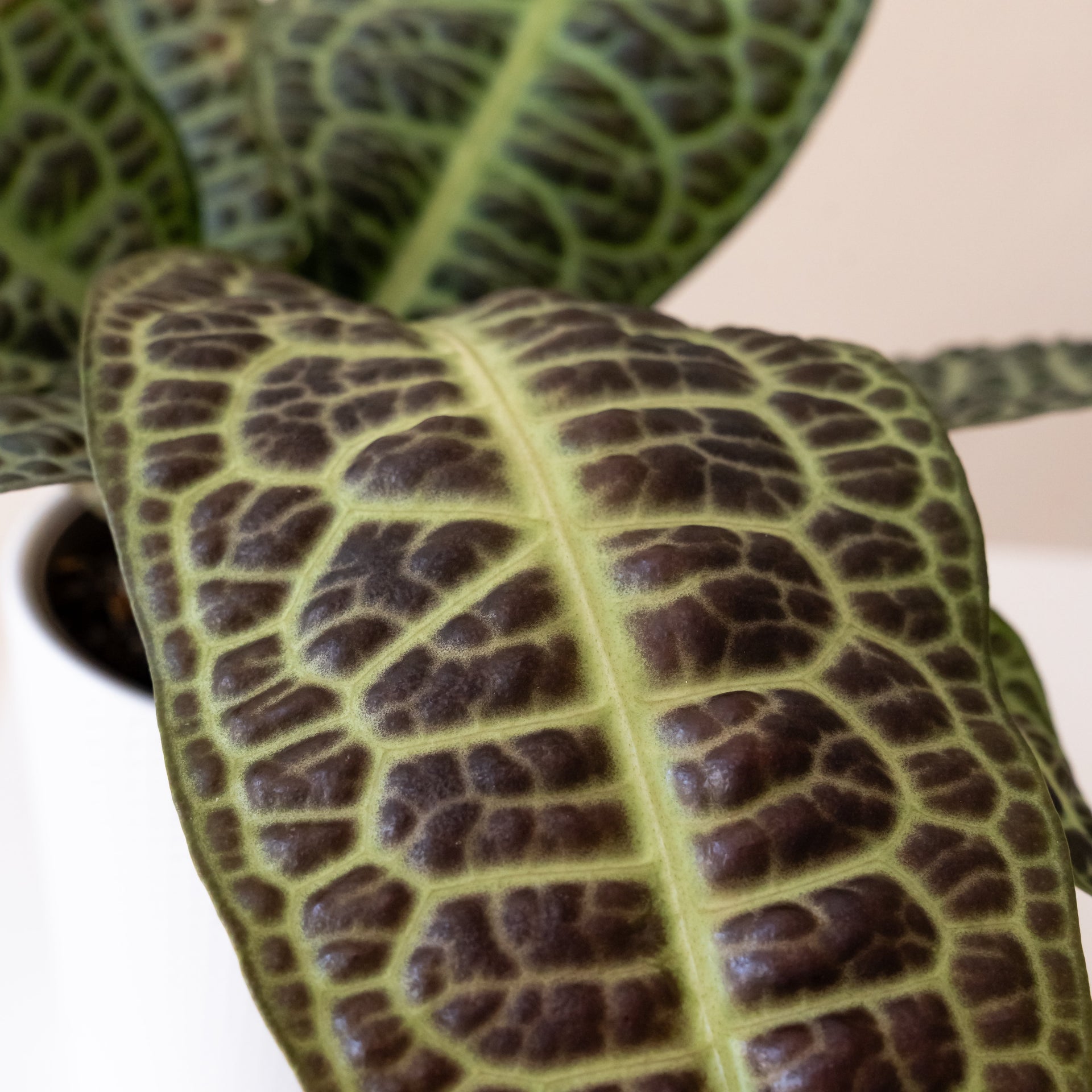 Tropical Tapestry KuraKura Labisia Rare Indoor Plant