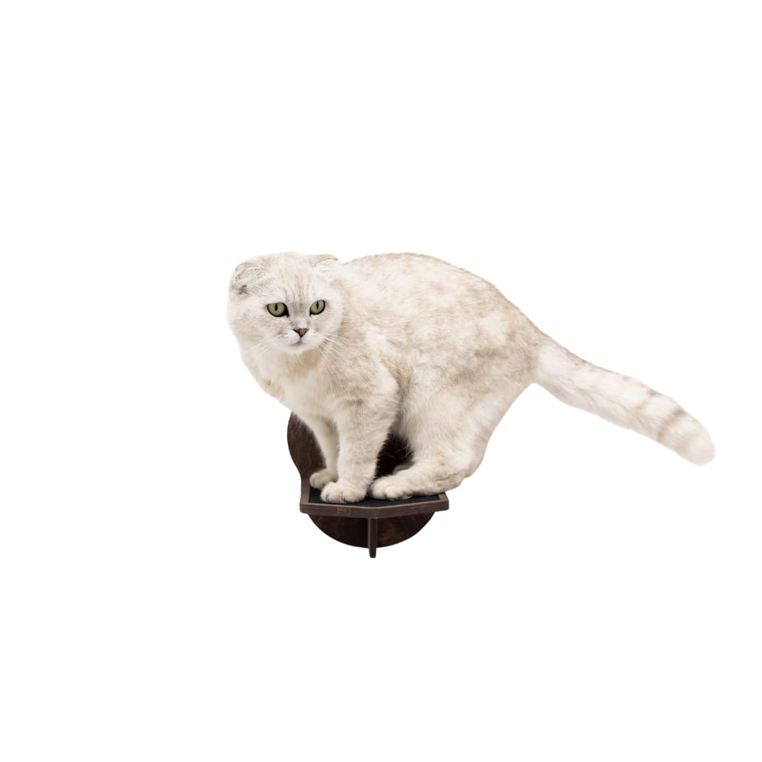 Wall-Mounted Dark Walnut Cat Step - Elegant Floating Cat Ladder