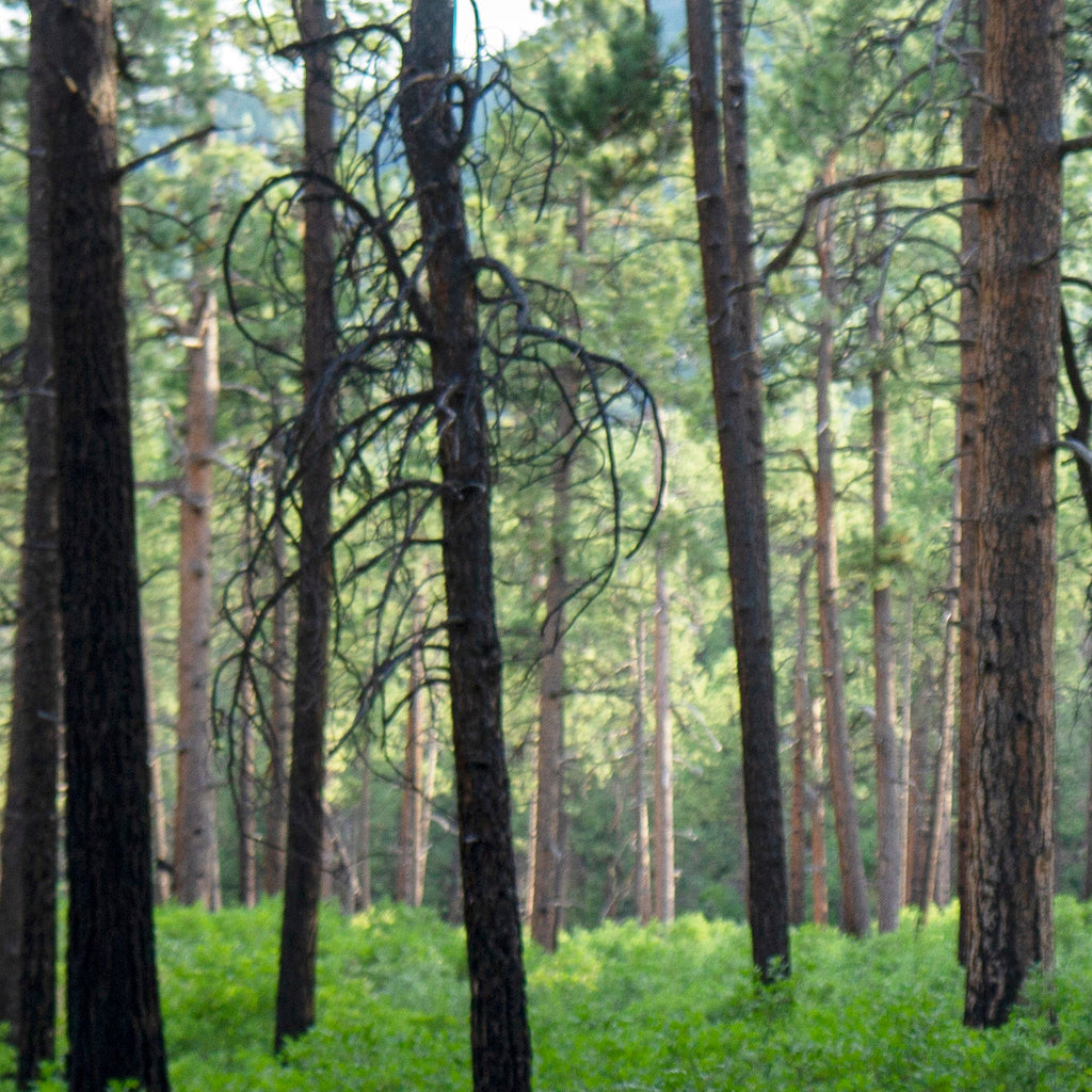 Shwally Tallow Soap & Shampoo & Shaving Cream